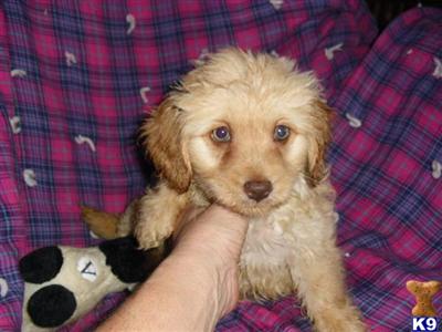 Puppies in Bluffton